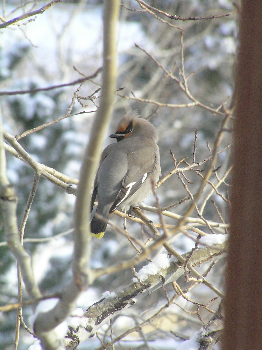 Bohemian/Cedar Waxwing - ML614647434