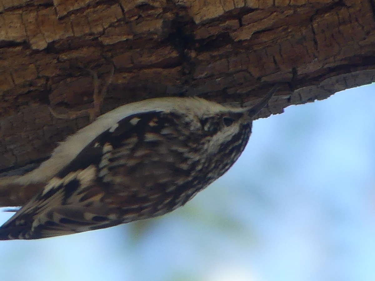 Brown Creeper - David Telles