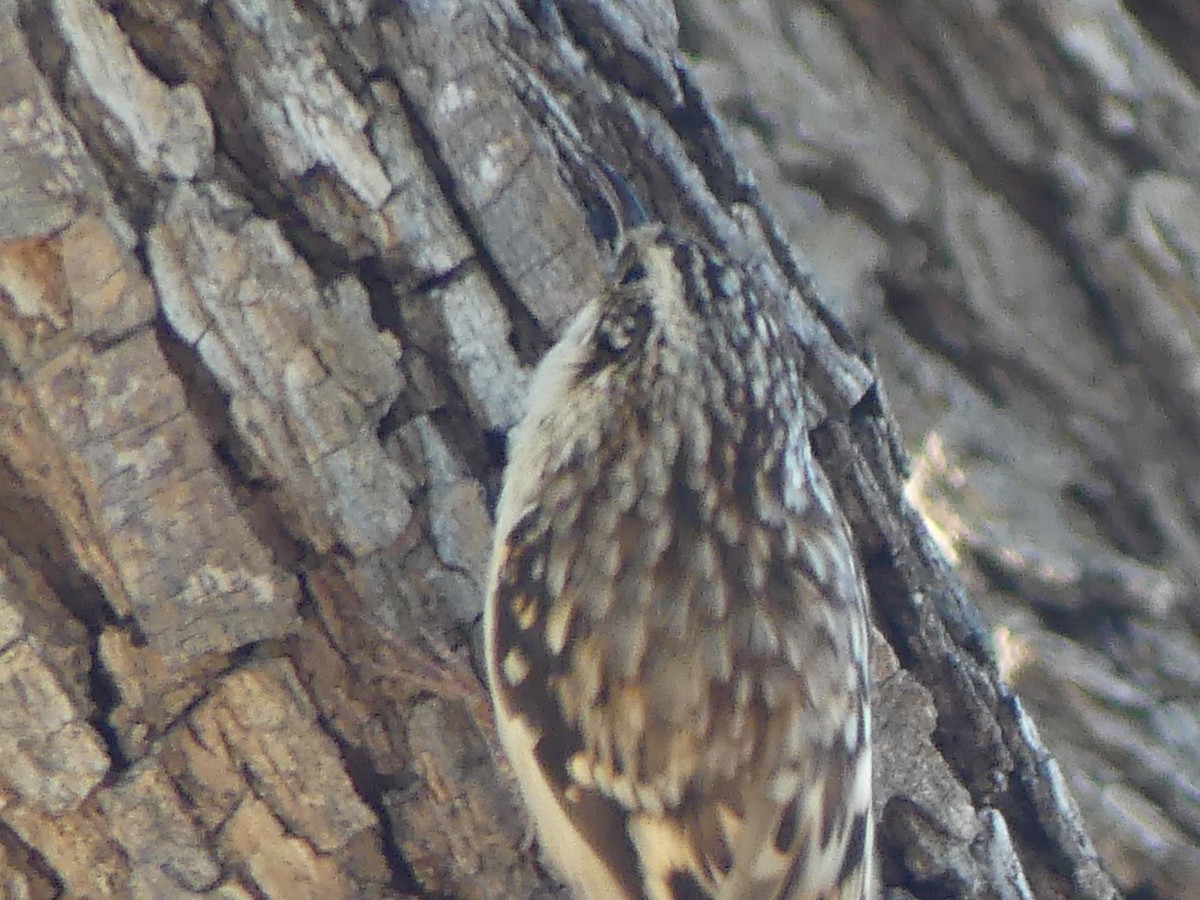 Brown Creeper - ML614647470