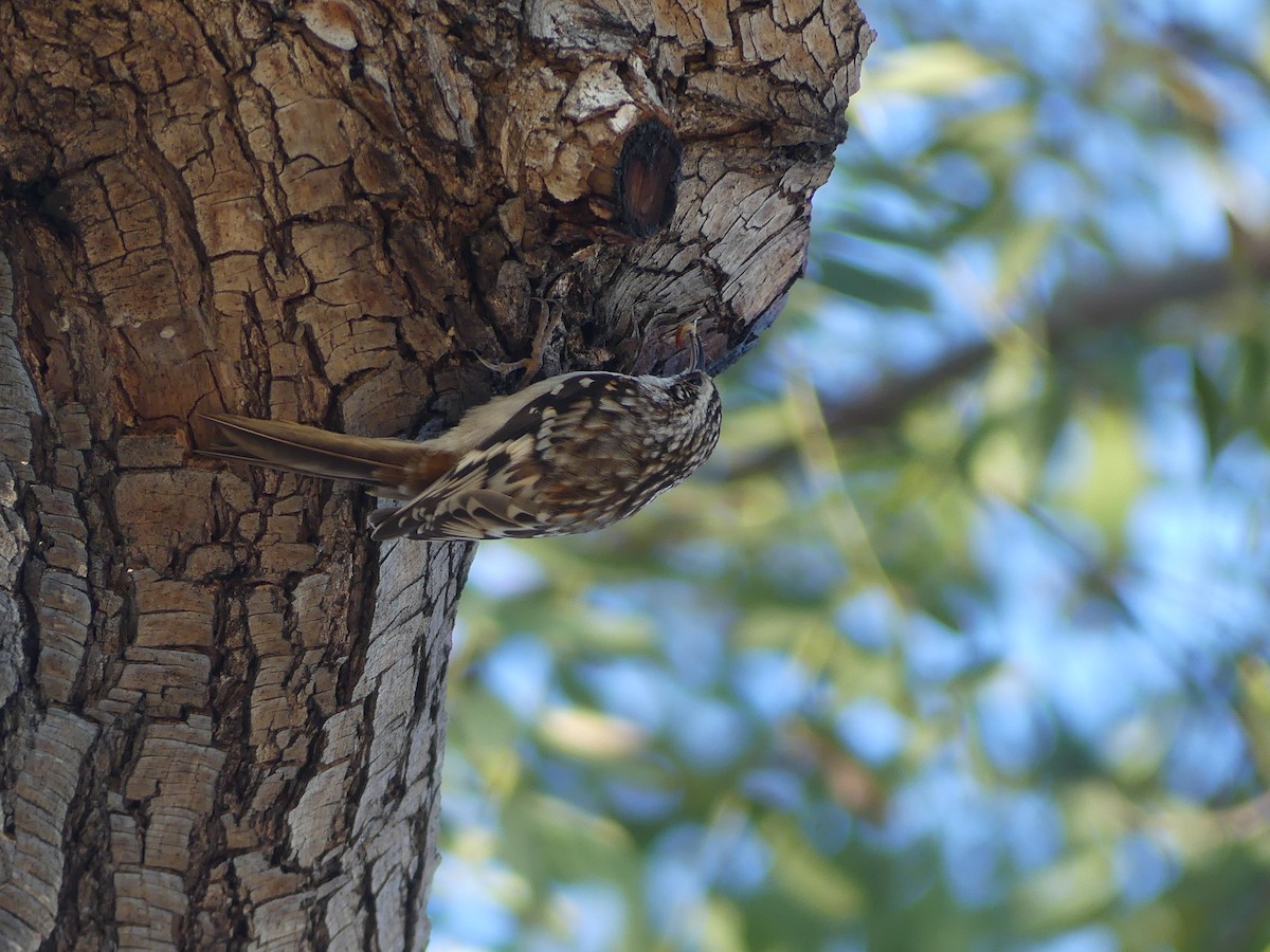 Brown Creeper - David Telles