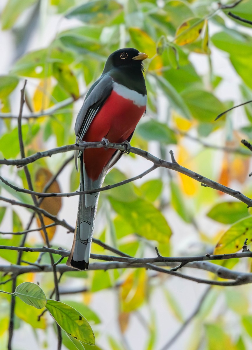 Trogon élégant (groupe ambiguus) - ML614647498