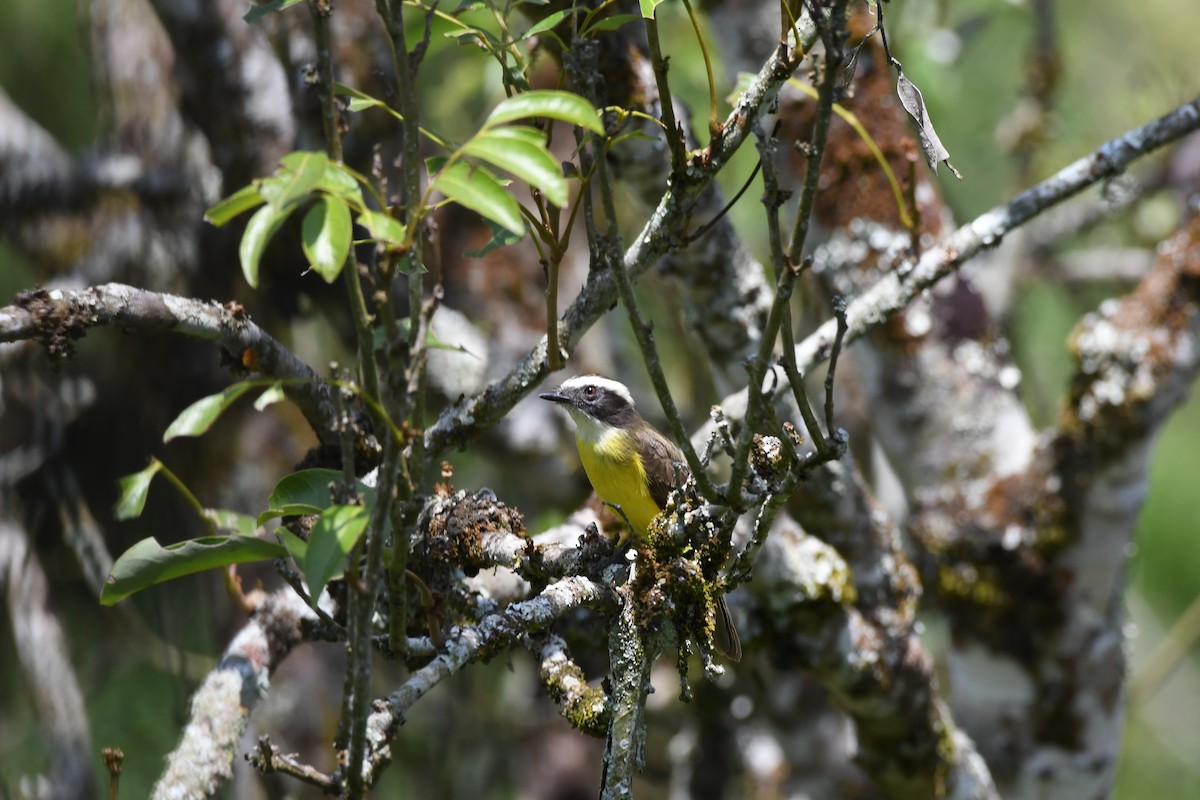 Rusty-margined Flycatcher - Anonymous