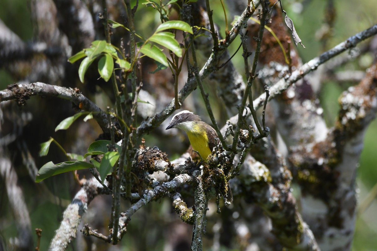 Rusty-margined Flycatcher - Anonymous