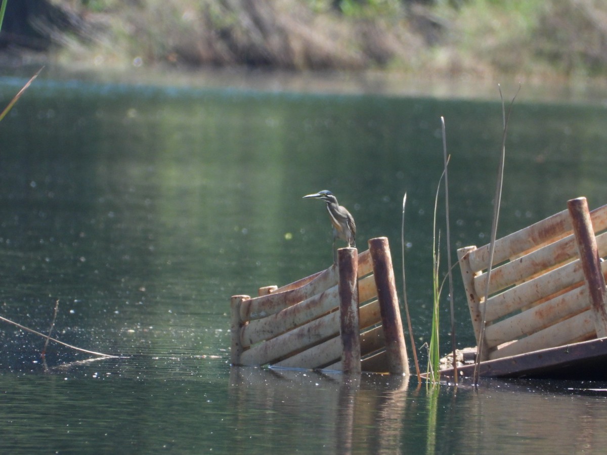 Striated Heron - Lloyd Weber