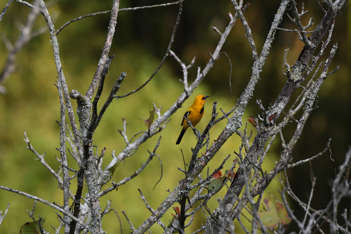 Yellow Oriole - Anonymous