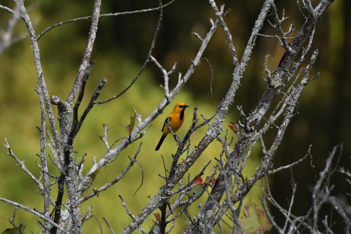 Yellow Oriole - Anonymous