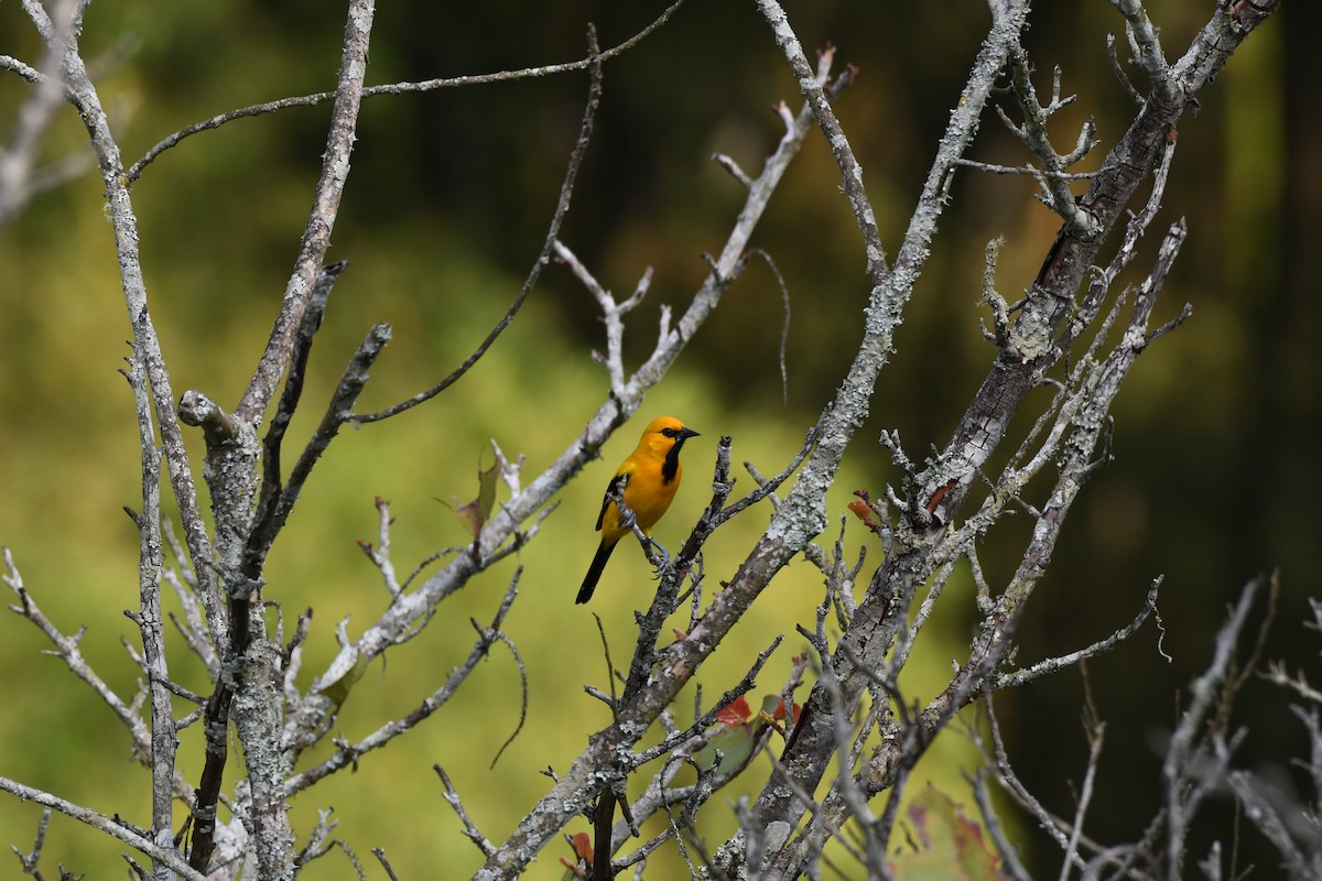 Yellow Oriole - Anonymous