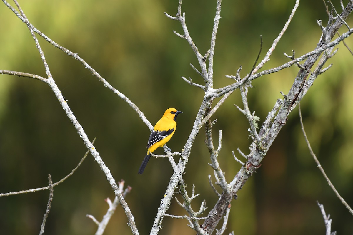 Yellow Oriole - ML614647589