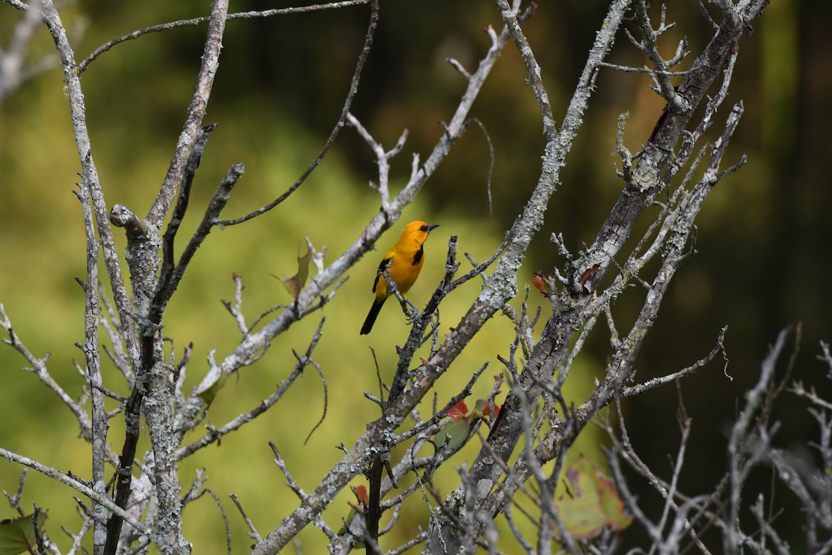 Yellow Oriole - Anonymous