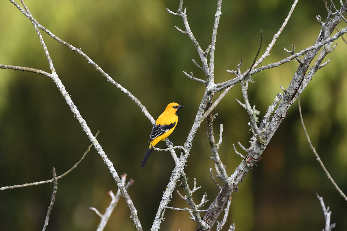 Yellow Oriole - Anonymous