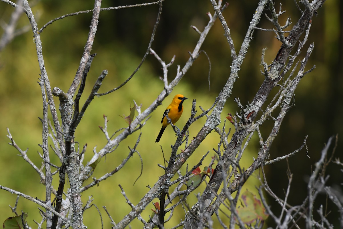 Yellow Oriole - Anonymous