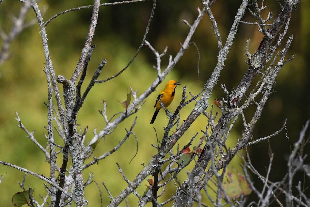 Yellow Oriole - Anonymous