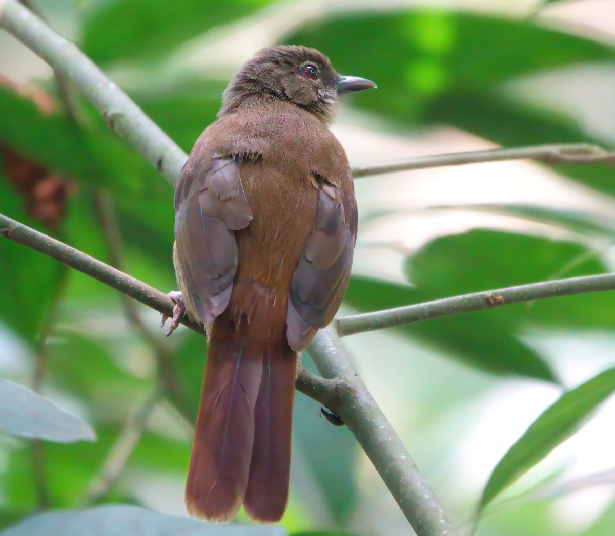 Plain Greenbul (curvirostris) - Ilya Maclean