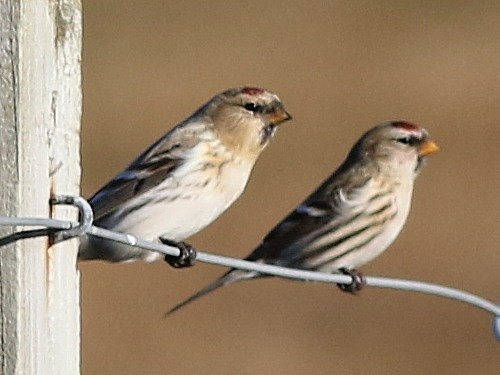 Hoary Redpoll (hornemanni) - ML614647716