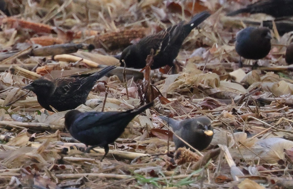 Rusty/Brewer's Blackbird - ML614647753