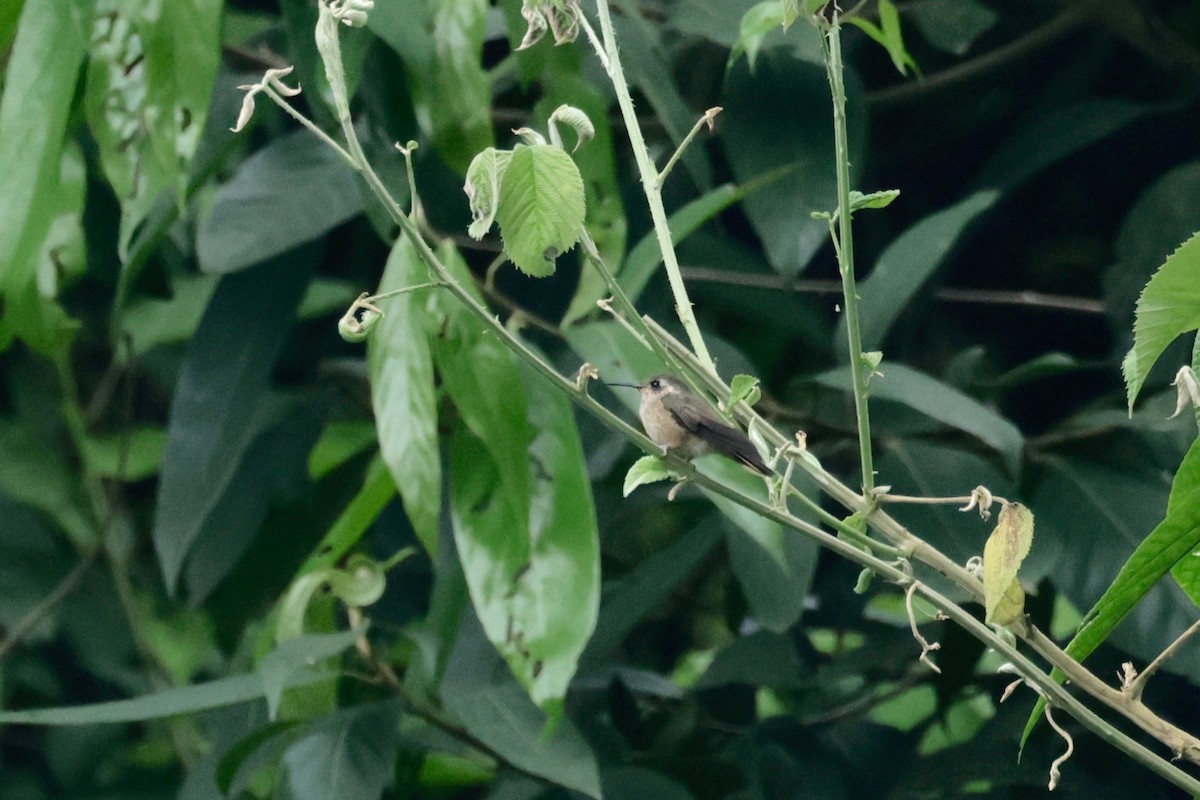 Speckled Hummingbird - Garret Skead