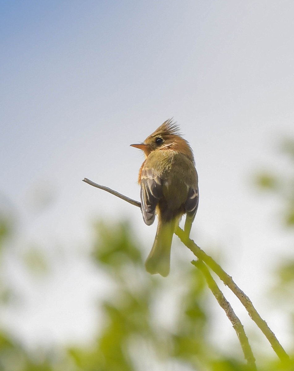 フサボウシハエトリ（phaeocercus／tenuirostris） - ML614647801