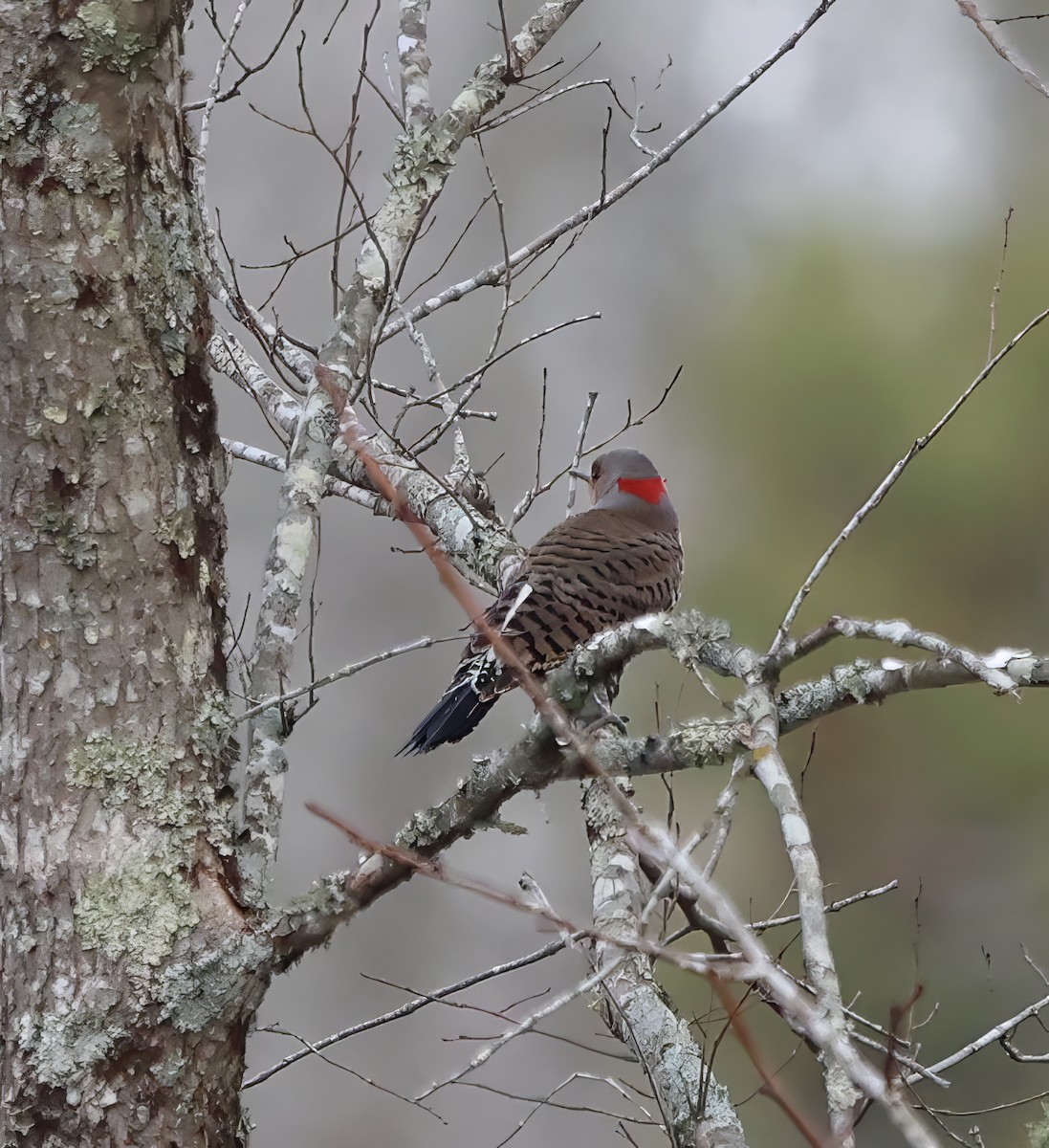 Northern Flicker - ML614647807