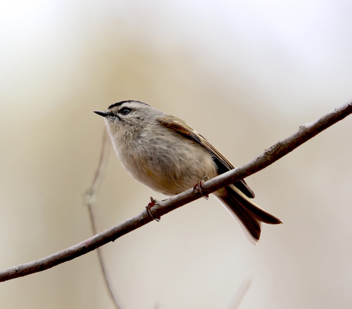 Golden-crowned Kinglet - Lori White