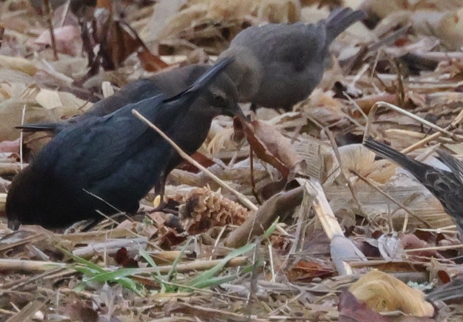 Rusty/Brewer's Blackbird - ML614647831