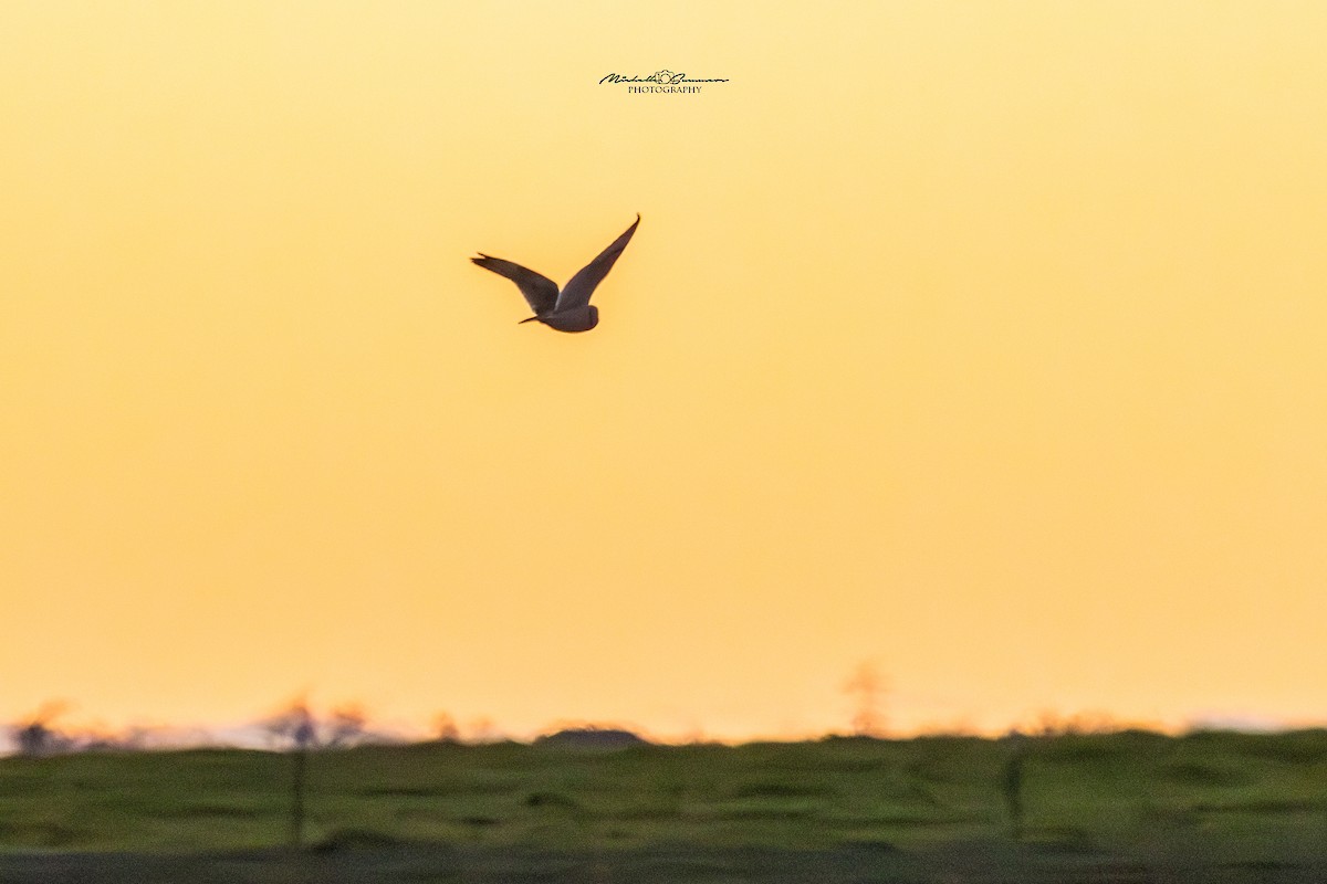 Short-eared Owl - Michelle Summers