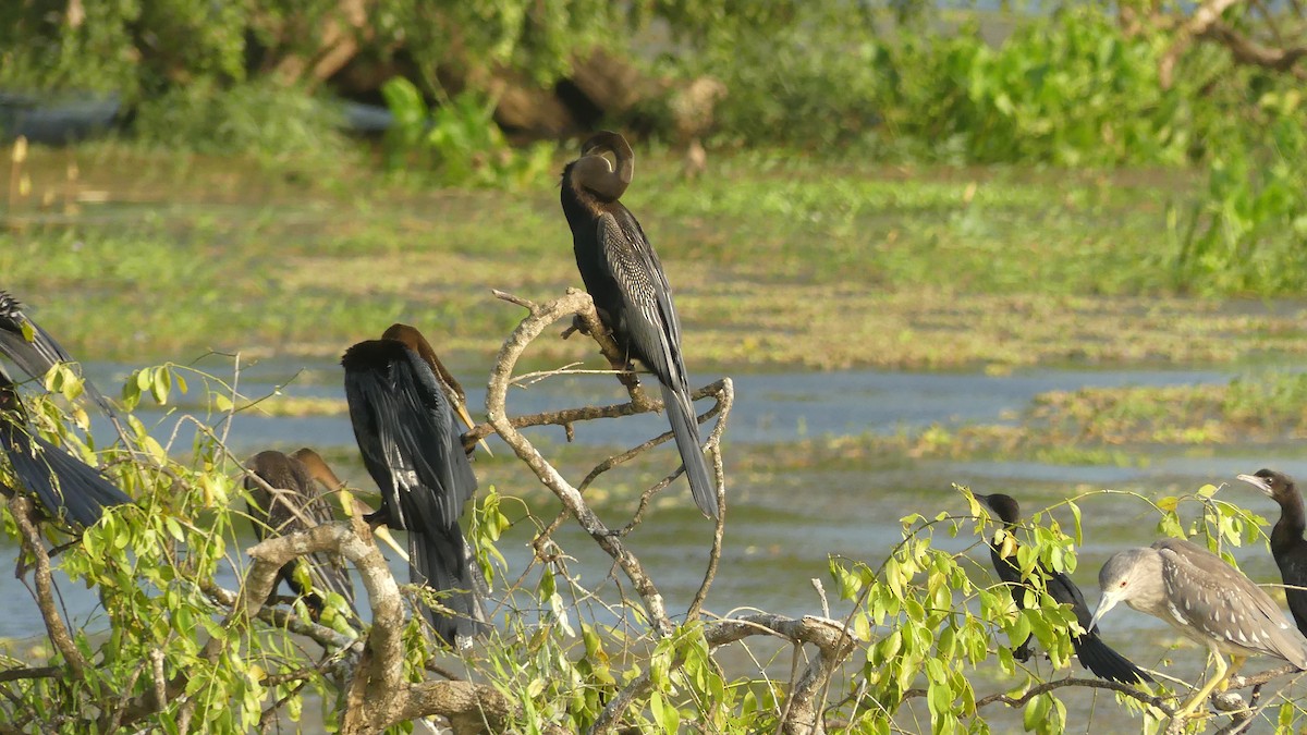 Oriental Darter - ML614647892