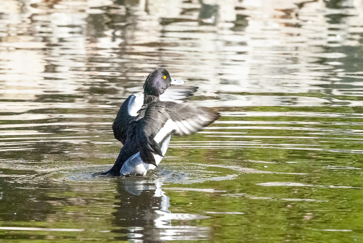 Tufted Duck - ML614647895