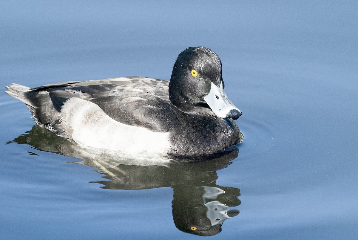 Tufted Duck - ML614647896