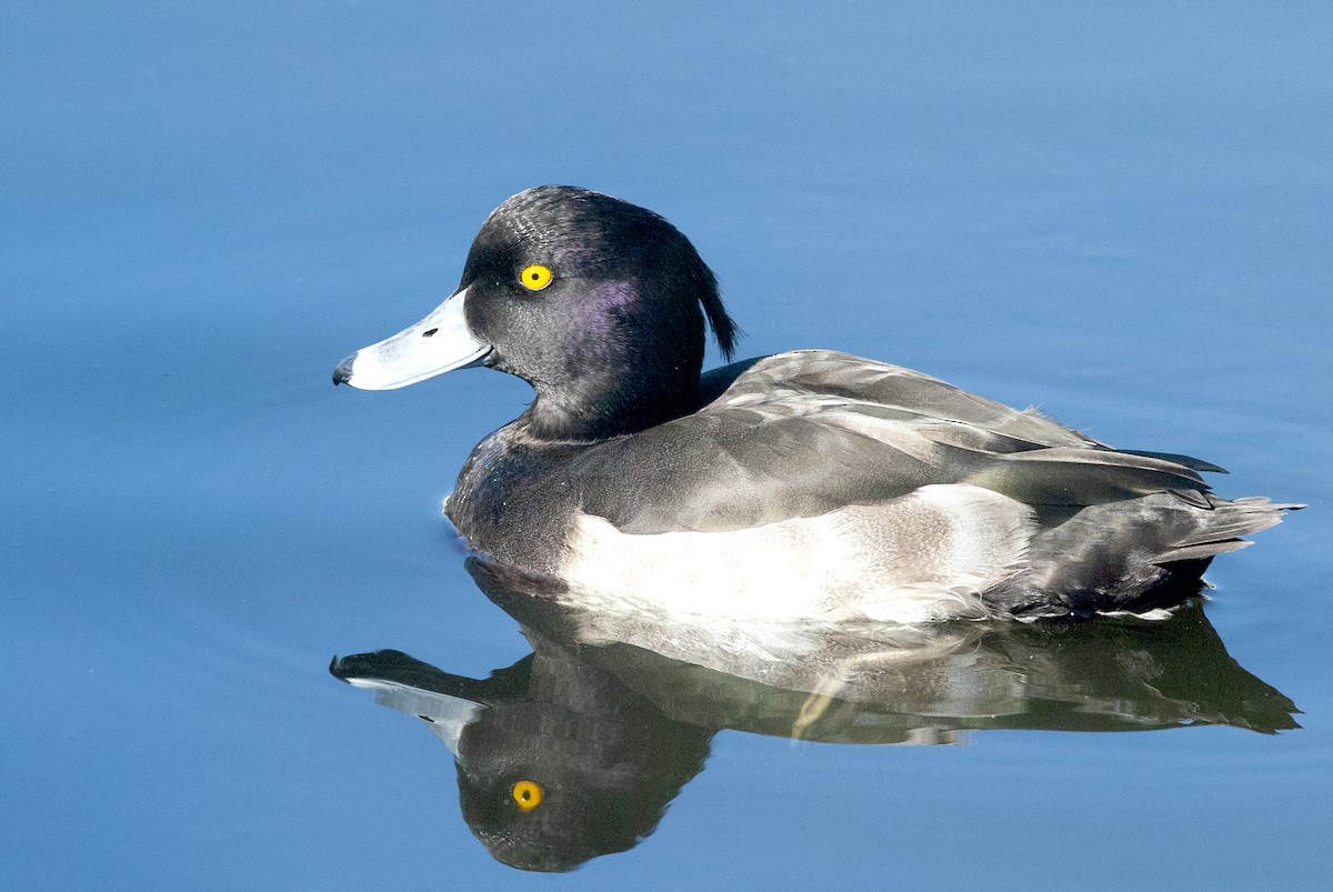 Tufted Duck - ML614647897