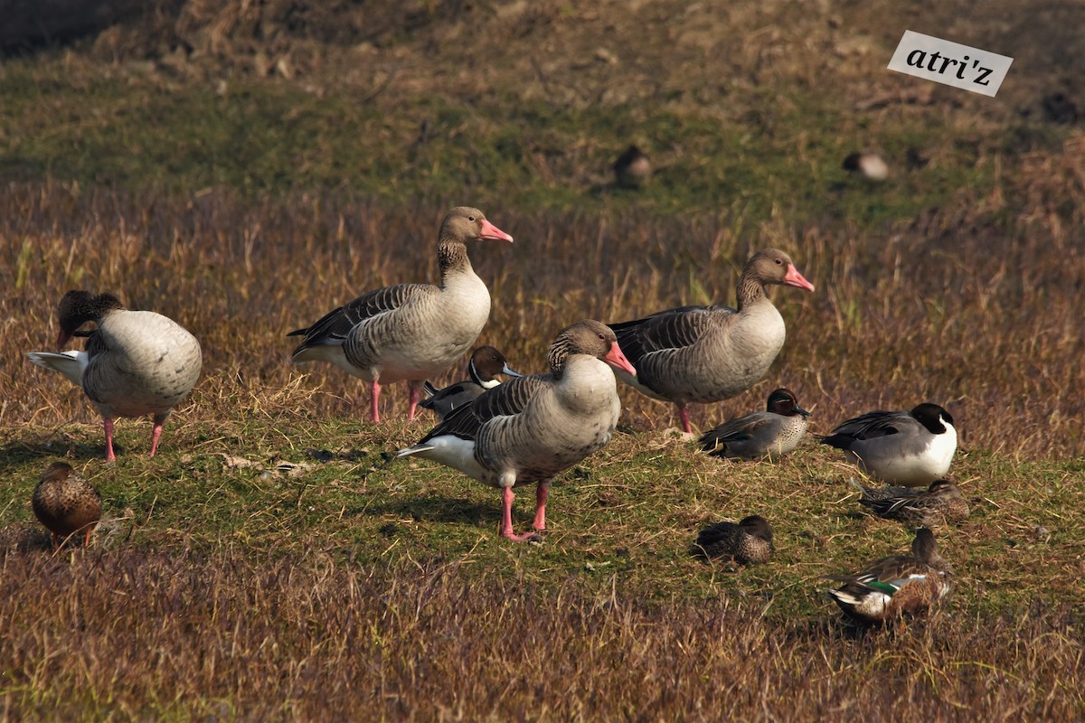 Graylag Goose - ML614647942