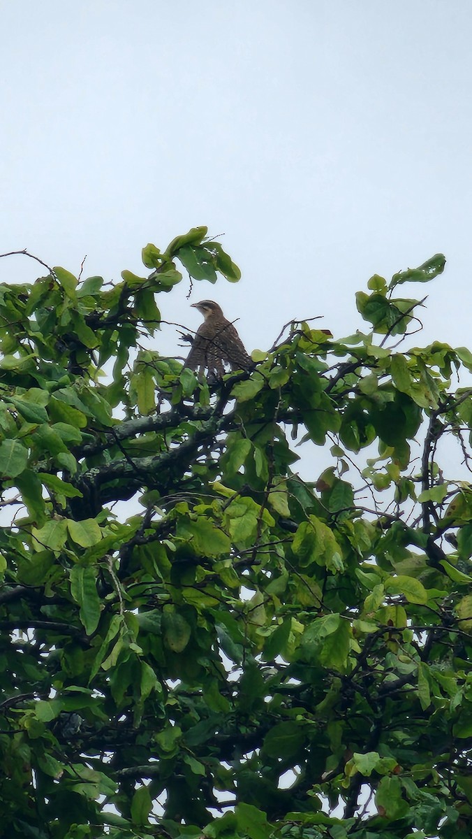 Long-tailed Koel - ML614647948