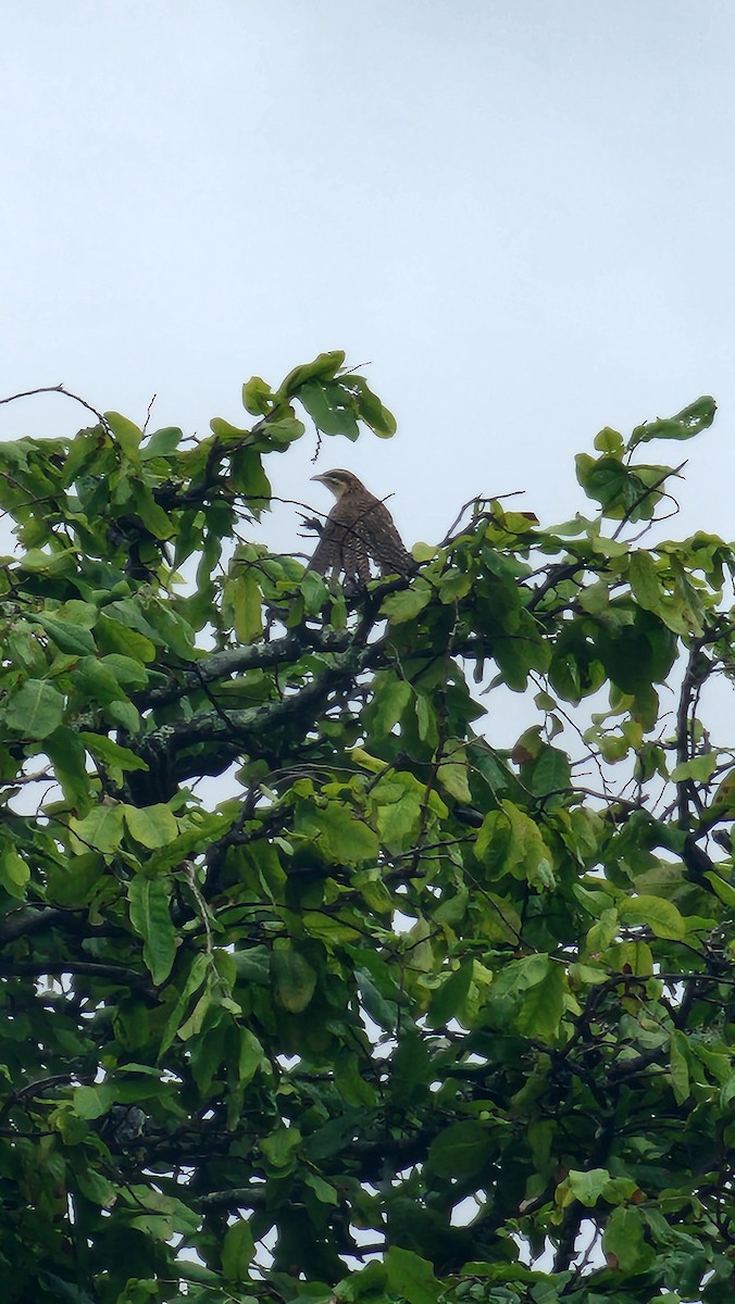 Long-tailed Koel - ML614647950