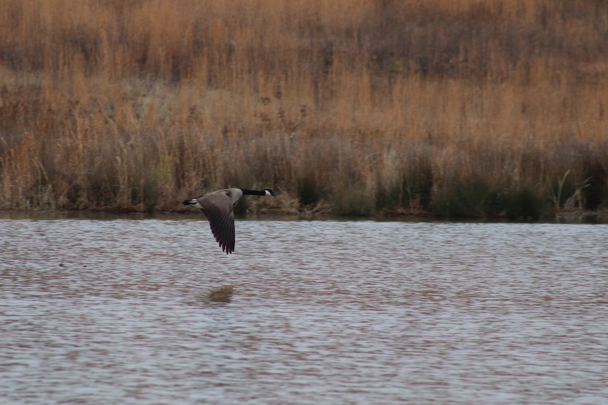 Canada Goose - ML614648035