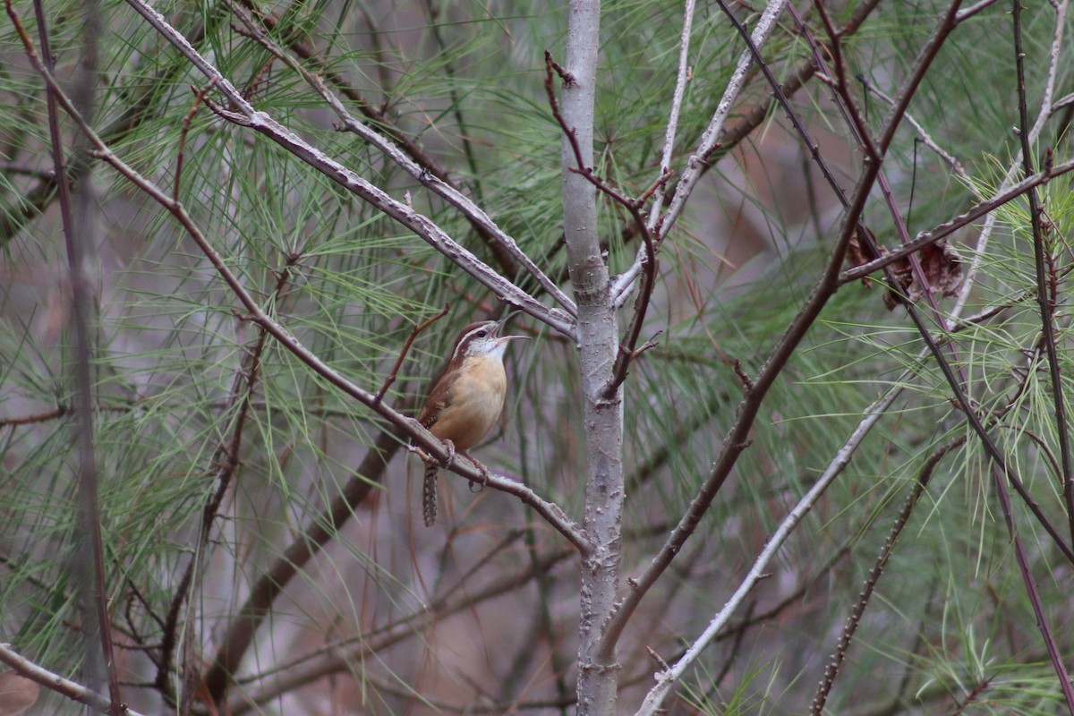 Carolina Wren - ML614648059