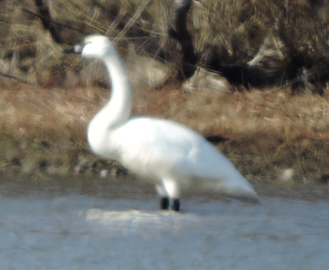 Tundra Swan - ML614648100