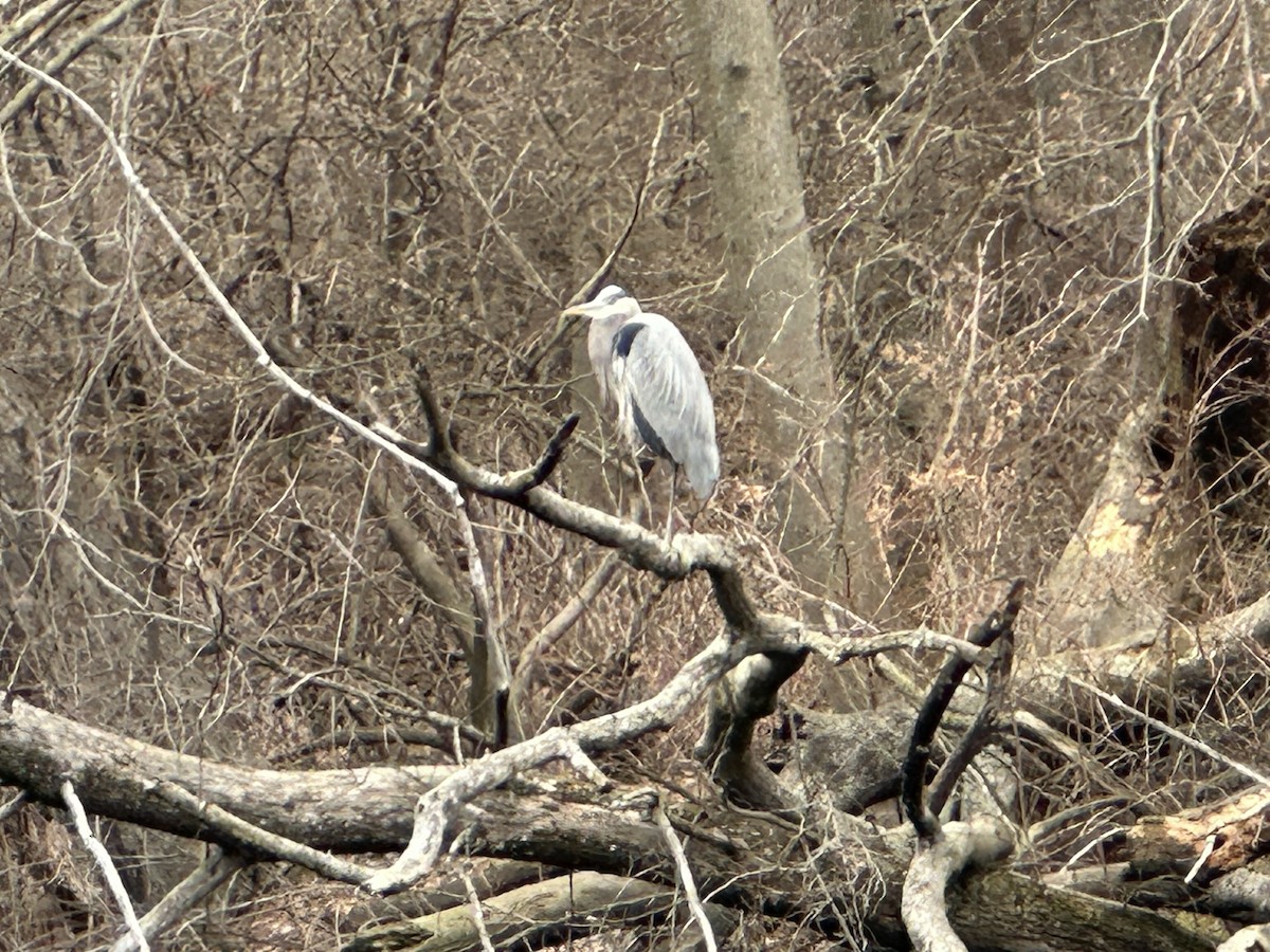 Great Blue Heron - ML614648150