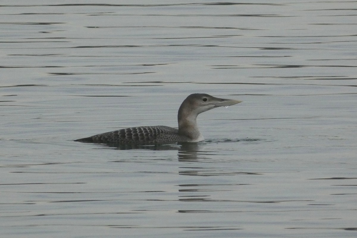 Yellow-billed Loon - Zdeněk Selinger