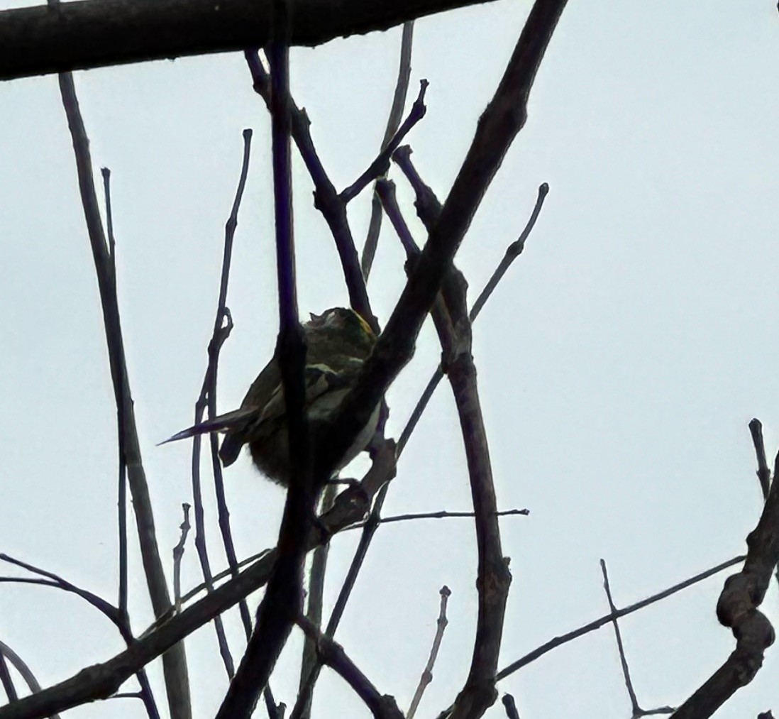 Golden-crowned Kinglet - ML614648160