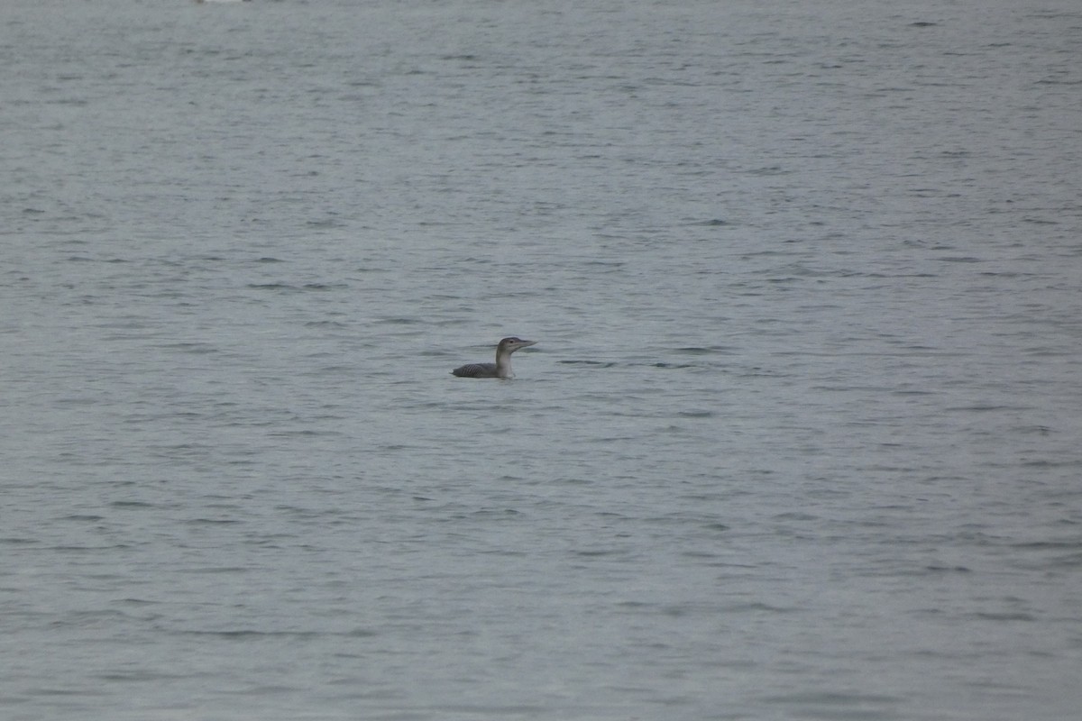 Yellow-billed Loon - Zdeněk Selinger