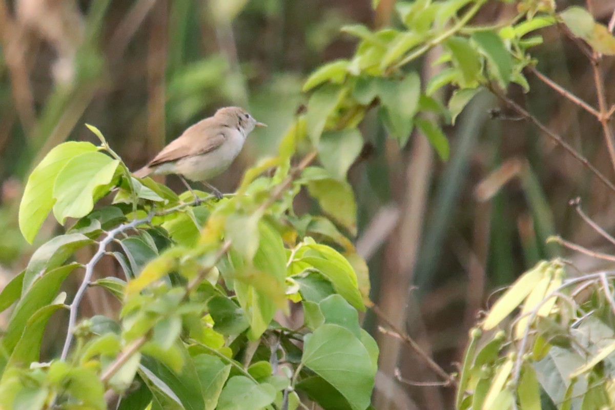 Booted Warbler - Rahul Wakare