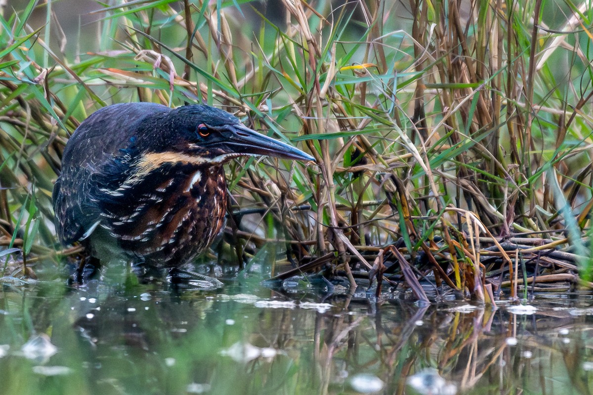 Black Bittern - ML614648233