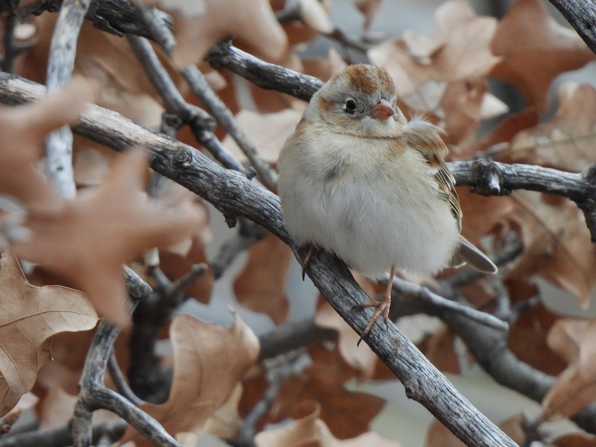 Field Sparrow - Andrew Whetten