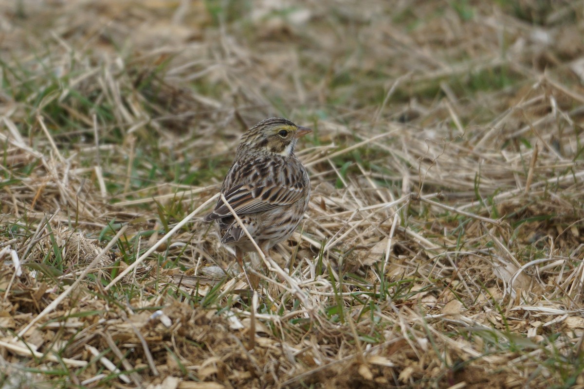 Savannah Sparrow - Melody Ragle