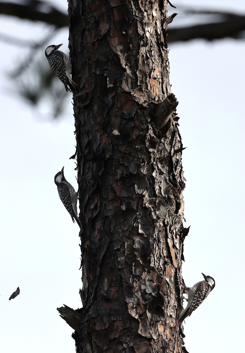 Red-cockaded Woodpecker - Mike Sweet