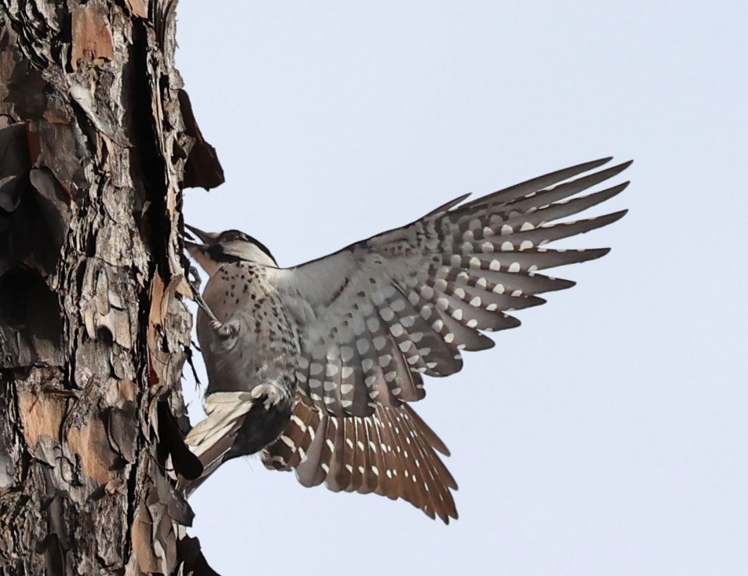 Red-cockaded Woodpecker - Mike Sweet