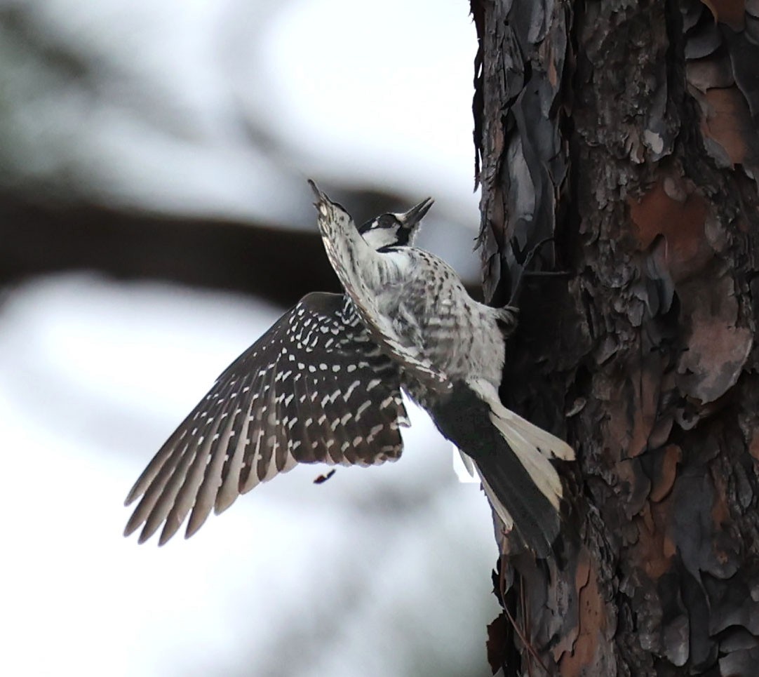 Red-cockaded Woodpecker - ML614648310