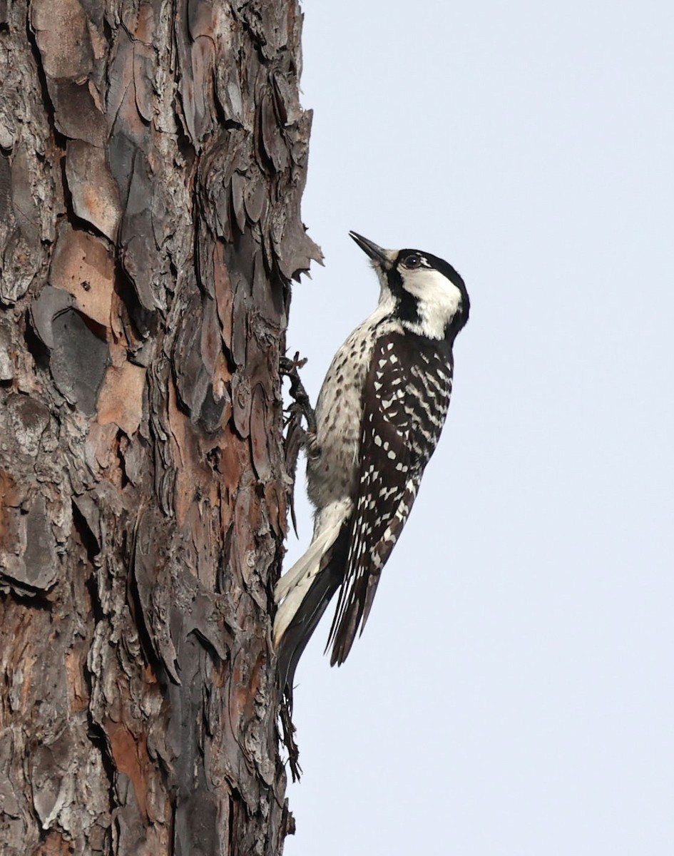 Red-cockaded Woodpecker - Mike Sweet