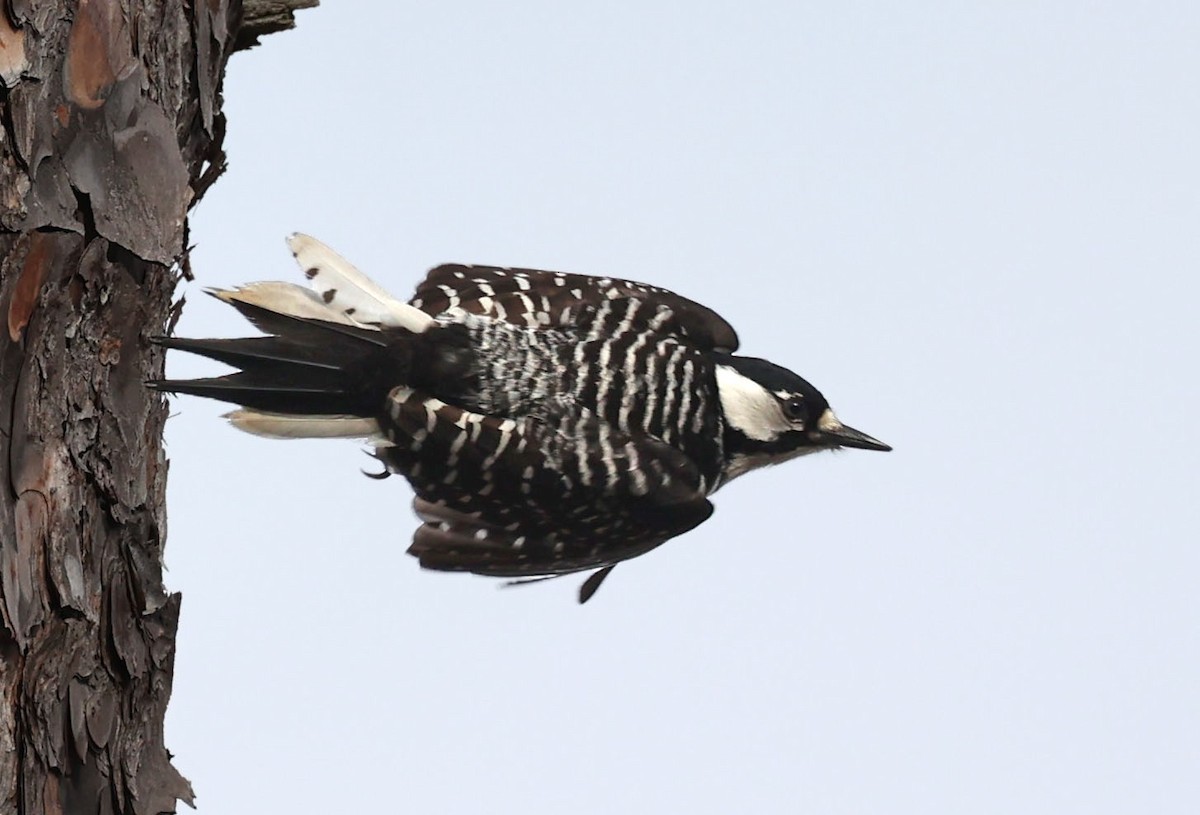 Red-cockaded Woodpecker - ML614648313