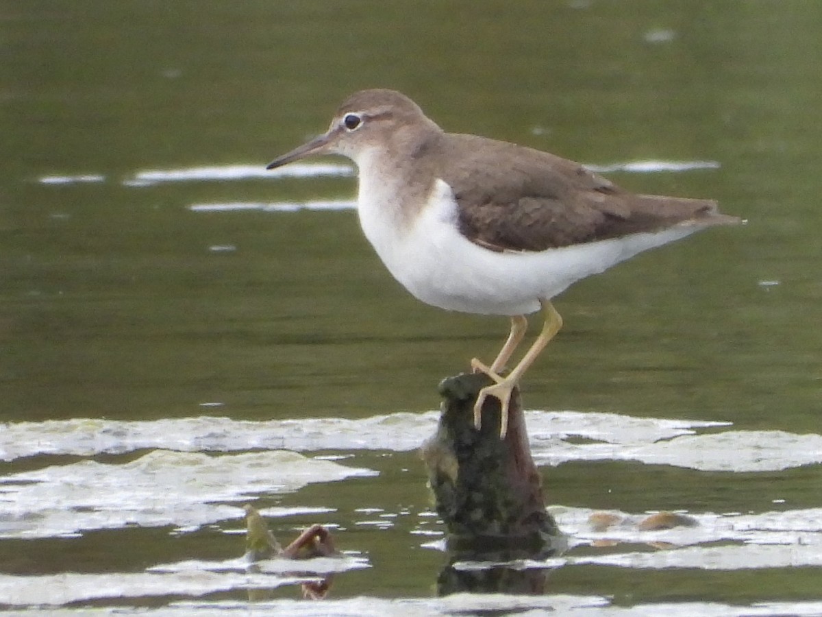 Spotted Sandpiper - ML614648328