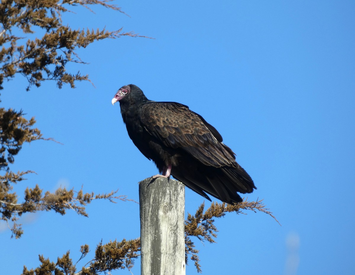 Turkey Vulture - Bruce Ripley